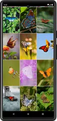 download Sfondi farfalla XAPK