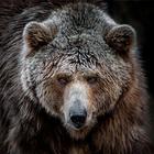 آیکون‌ Bear Wallpapers