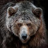 Fonds d'écran ours icône