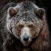 APK Bear Wallpapers HD Backgrounds