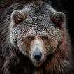 Bear Wallpapers HD Backgrounds icon