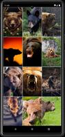 Bear Wallpapers 截圖 3