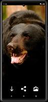 Bear Wallpapers اسکرین شاٹ 2