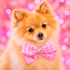วอลเปเปอร์สัตว์น่ารัก APK