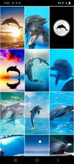 Delphin-Hintergrundbilder XAPK Herunterladen