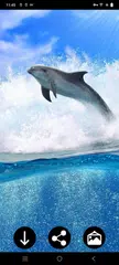 Delphin-Hintergrundbilder XAPK Herunterladen