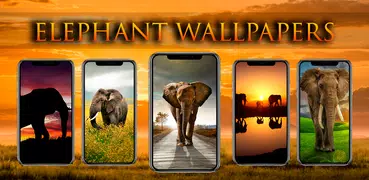 Sfondi di elefanti