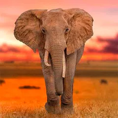 Elephant HD Wallpapers APK download