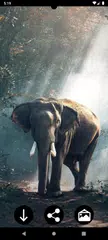 Elephant Wallpapers XAPK 下載