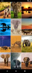 Elephant Wallpapers XAPK 下載