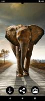 象の壁紙 ポスター