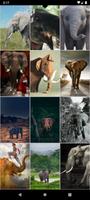 برنامه‌نما Elephant Wallpapers عکس از صفحه