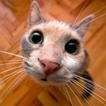 Wallpaper Kucing Lucu