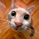 Funny Сats Wallpapers-icoon