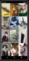 Funny Сats Wallpapers screenshot 3