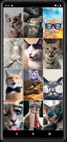 Funny Сats Wallpapers screenshot 1