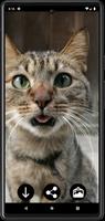 Funny Сats Wallpapers-poster