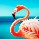 Wallpaper Flamingo