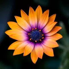 Baixar Flower Wallpapers APK