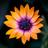 Flower Wallpapers APK