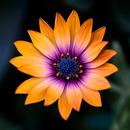 Flower Wallpapers aplikacja