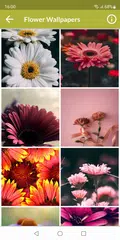 Baixar Flower Wallpapers XAPK