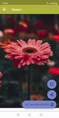 Baixar Flower Wallpapers XAPK
