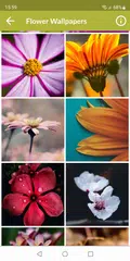 Baixar Flower Wallpapers XAPK