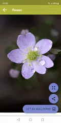 Baixar Flower Wallpapers XAPK