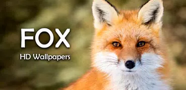 Fox HD Wallpapers