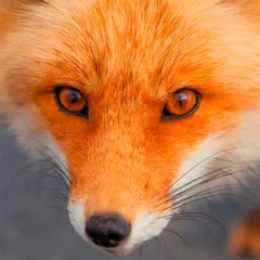 Fox Wallpapers XAPK 下載