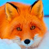 Fox Wallpapers আইকন