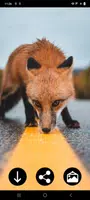 Fox Wallpapers screenshot 5