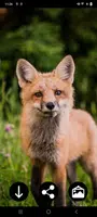 Fox Wallpapers screenshot 1