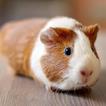 Guinea Pig Wallpapers