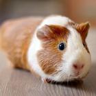 Guinea Pig Wallpapers आइकन