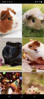 Guinea Pig Wallpapers स्क्रीनशॉट 3