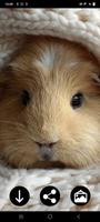 Guinea Pig Wallpapers पोस्टर