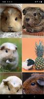 Guinea Pig Wallpapers स्क्रीनशॉट 1