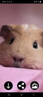 Guinea Pig Wallpapers स्क्रीनशॉट 2