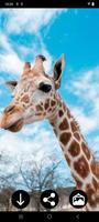 برنامه‌نما Giraffe Wallpapers عکس از صفحه