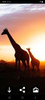 برنامه‌نما Giraffe Wallpapers عکس از صفحه