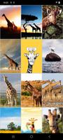 برنامه‌نما Giraffe Wallpapers عکس از صفحه