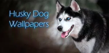 Husky hund hintergrundbild