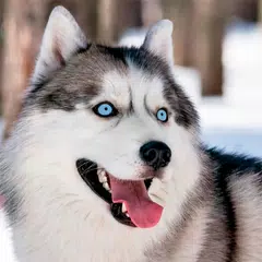 Husky Dog Wallpapers APK download