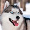 Husky Dog Wallpapers APK