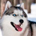 Husky-Hund-Hintergrundbilder Zeichen