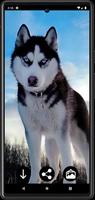 Husky-Hund-Hintergrundbilder Screenshot 5