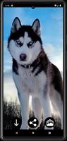 Fonds d'écran chien Husky Affiche