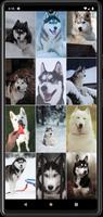 Husky Dog Wallpapers 截图 1